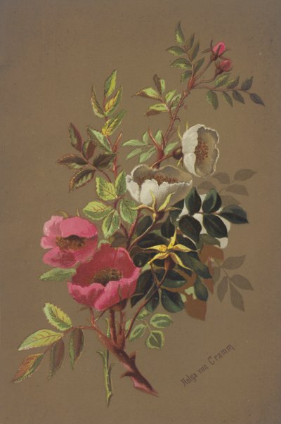 Rosas silvestres de Unbekannt Unbekannt
